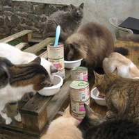 photo de livraison pour Jardin des Chats