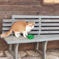 photo de livraison pour Chats errants du val du crenu