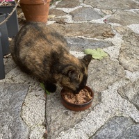 photo de livraison pour Association Des  Chats  De Hyeres