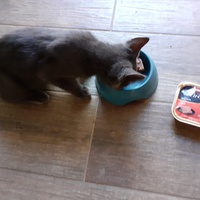 photo de livraison pour Les Pattounes de Théo