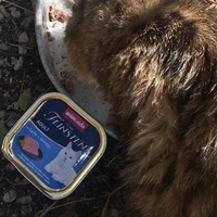 photo de livraison pour Les Chats-Pitresdelavi-Ste