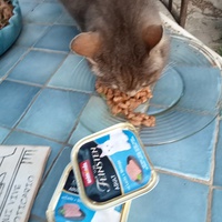 photo de livraison pour Leschatsmartinois