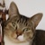 photo animal