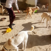 photo de livraison pour SOS Animaux Tunisie