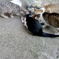 photo de livraison pour Les chats Port-Saint-Louisiens