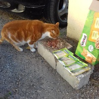 photo de livraison pour Les chats Port-Saint-Louisiens