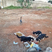 photo de livraison pour Kawthar Maree