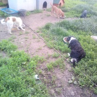 photo de livraison pour Serbian Society for the Protection of Animals - SSPA