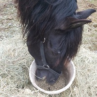 photo de livraison pour Equi-Libre : Droit à la Retraite Equine