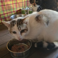 photo de livraison pour Amis de Myrtille