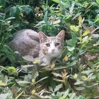 photo de livraison pour Adoption Féline Estuaire