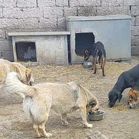 photo de livraison pour Svetlana Bjelogrlic