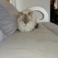 photo de livraison pour Les chats de l'Indifférence