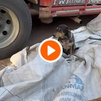 photo de livraison pour Le Coeur sur la Patte