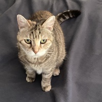 photo de livraison pour Ecole du Chat des Alpilles