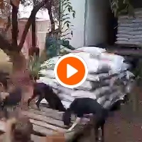 photo de livraison pour Help Adopt Moroccan Animals