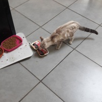 photo de livraison pour Les Chats libres de Fleurance