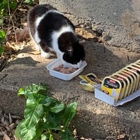 photo de livraison pour Ecole du Chat des Alpilles