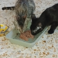 photo de livraison pour Cat Miaou