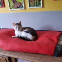 photo de livraison pour Pour l'Amour des Chats