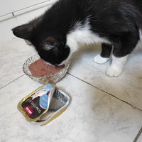 photo de livraison pour Chacun son chat