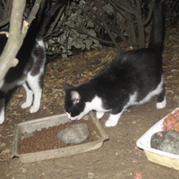 photo de livraison pour Chat Libre de l'Ile du Ramier