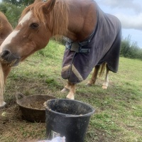 photo de livraison pour Espoir au Galop