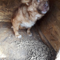 photo de livraison pour Antonia Save Animals