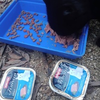 photo de livraison pour Les Chats-Pitresdelavi-Ste