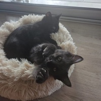 photo de livraison pour Amis de Myrtille