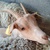 photo animal