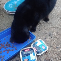 photo de livraison pour Les Chats-Pitresdelavi-Ste