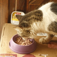 photo de livraison pour Pattes de Chats 50