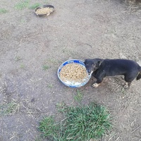 photo de livraison pour Serbian Society for the Protection of Animals - SSPA