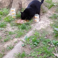 photo de livraison pour Les Chats Libres de la Canterrane