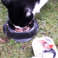 photo de livraison pour Chats Oubliés