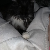 photo de livraison pour Les Chats lectourois