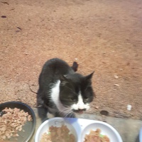 photo de livraison pour Chat de Gout'hier sans Toit