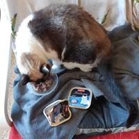 photo de livraison pour L'Arche des Amis à pattes