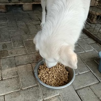 photo de livraison pour Civic Initiative Kane Korzo Skopje