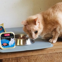 photo de livraison pour Vallée des Chats