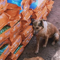 photo de livraison pour Help Adopt Moroccan Animals
