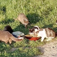 photo de livraison pour Les chats Port-Saint-Louisiens
