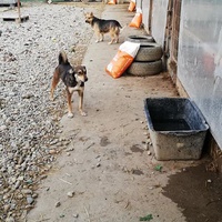 photo de livraison pour Sammelstelle für Tiere in Not e.V.
