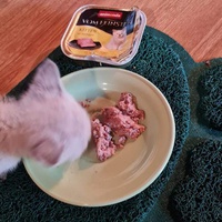 photo de livraison pour Les Chats lectourois