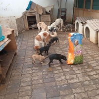 photo de livraison pour Comme Chiens et Chats Maroc