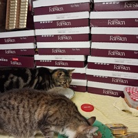 photo de livraison pour Collectif Sauvetage Chatons