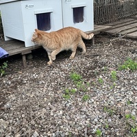 photo de livraison pour Les chats de chez nous