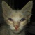 photo animal