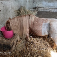 photo de livraison pour Syrou